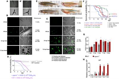 Viperin mutation is linked to immunity, immune cell dynamics, and metabolic alteration during VHSV infection in zebrafish